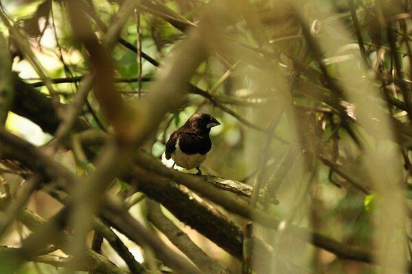 A bird is sitting on a tree branch