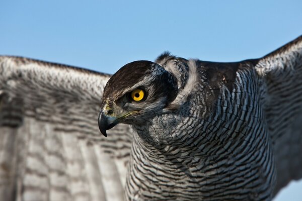 Adler Vogel aus der Wildnis