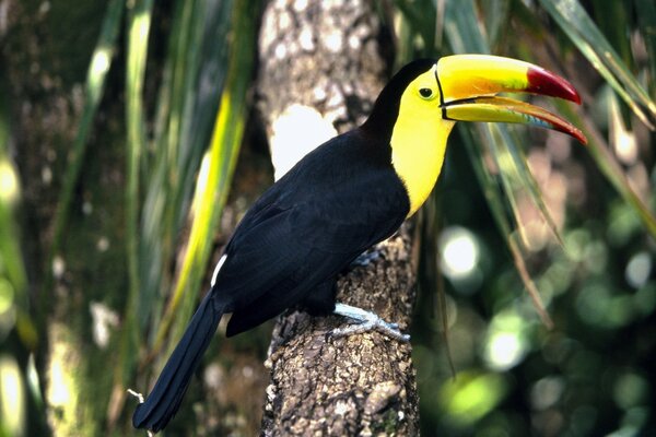 Toucan yağmur ormanında. Sarı gaga