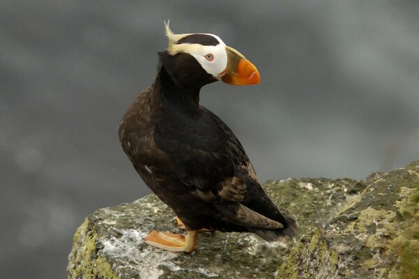 Duck with a red beak