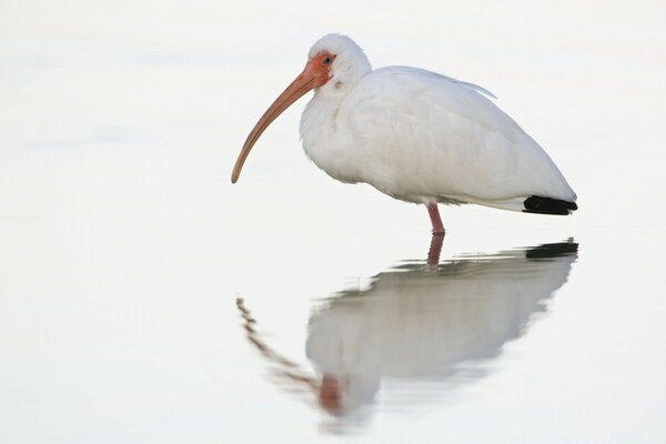 A lonely bird standing on one leg