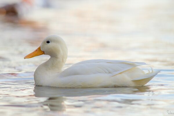 White duck on smooth water