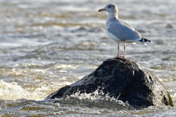 Eine Möwe auf einem Stein mitten im Meer ist schön