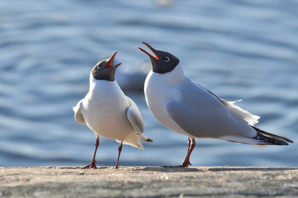 Mouettes sur la rive du réservoir