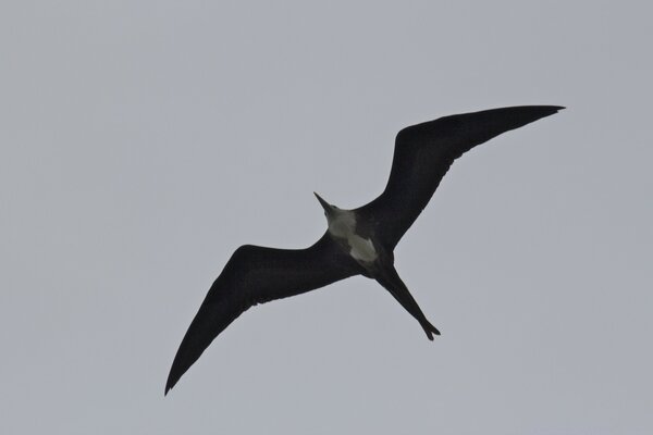 Frei fliegender Vogel am Himmel