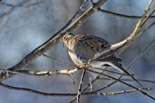 A bird sits on a branch in winter