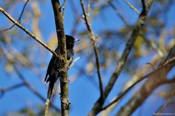 A bird after waking up in the morning