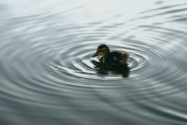 A small baby duck on the water