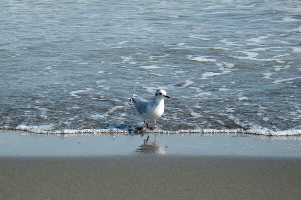 طائر النورس يمشي على طول شاطئ البحر