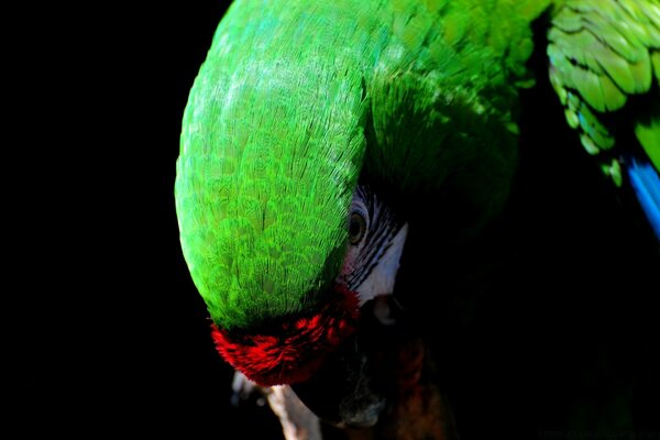 The green parrot bowed its head