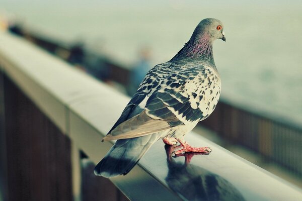 Wild pigeon on the balcony parapet