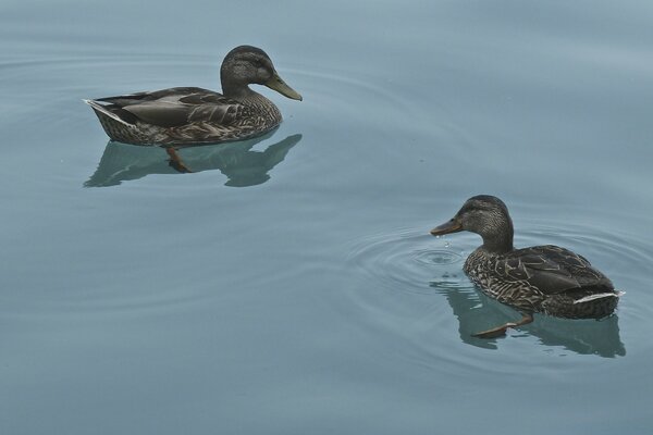 Zwei Enten schwimmen auf der Wasseroberfläche