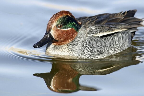 Green winged teal nana crecca