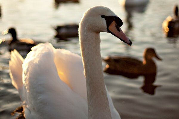 Cisnes blancos en un hermoso lago