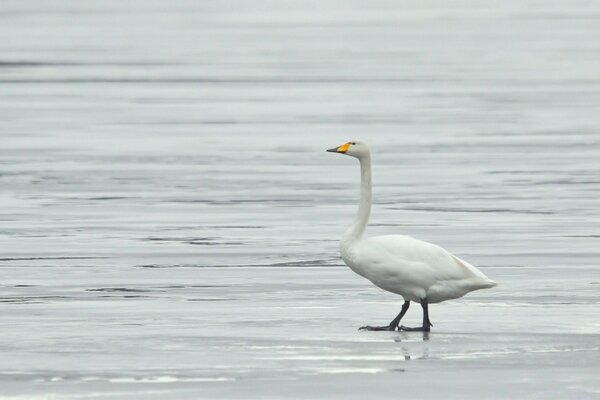 A white bird walks on water