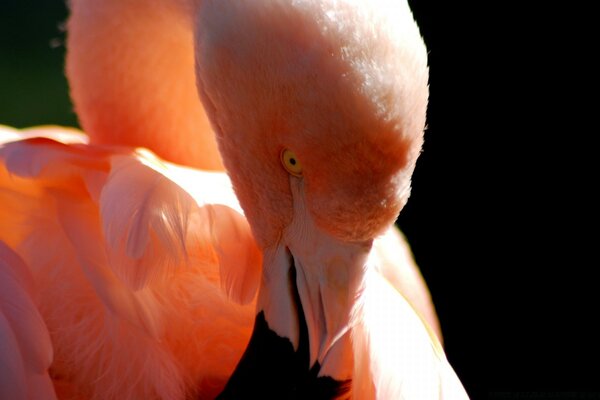 Flamingos na água da vida selvagem