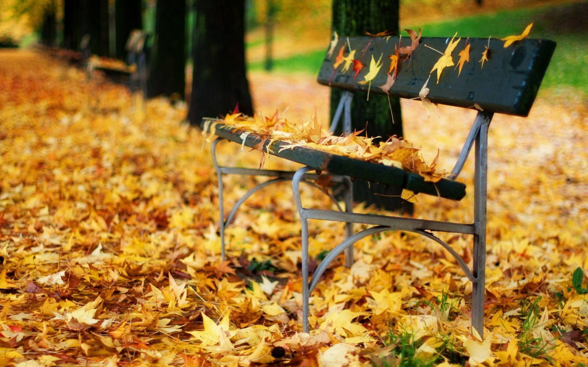 automne automne feuille bois alimentaire en plein air érable arbre saison parc banc nature jardin