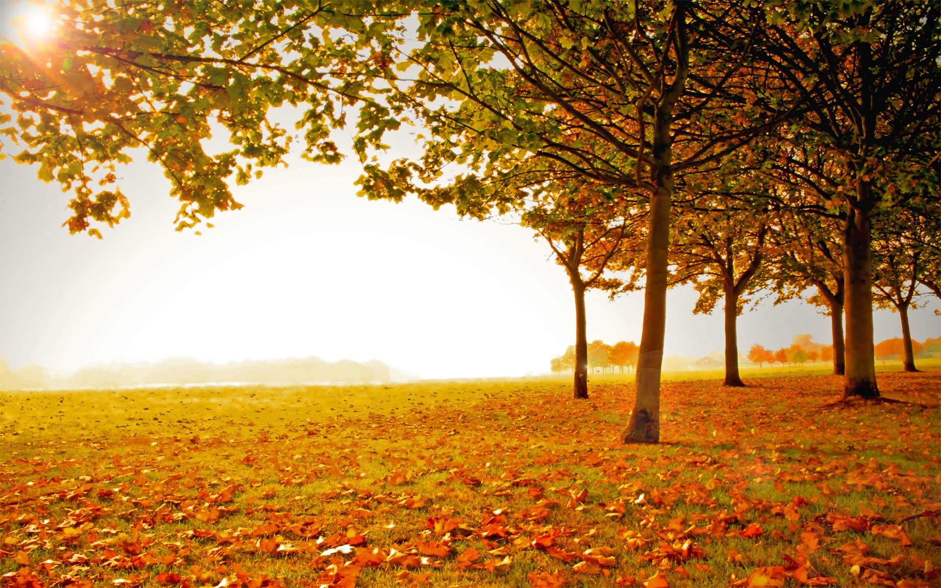 autumn fall tree landscape leaf nature sun season dawn rural gold countryside fair weather outdoors bright wood color park