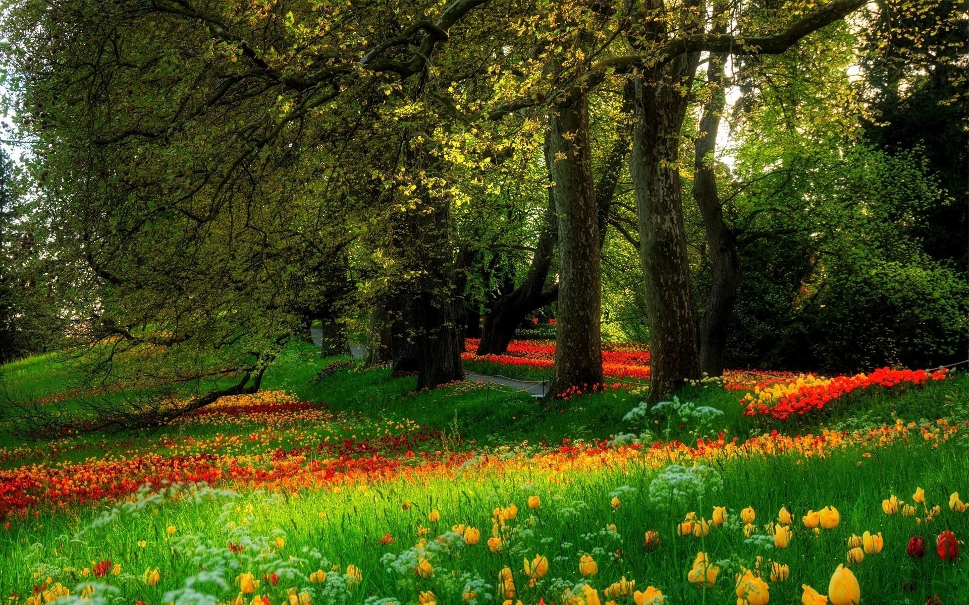 parklar çiçek manzara doğa yaprak ağaç park sezon çimen büyüme bahçe açık havada kırsal doğal kırsal güzel hava parlak flora çevre bahar