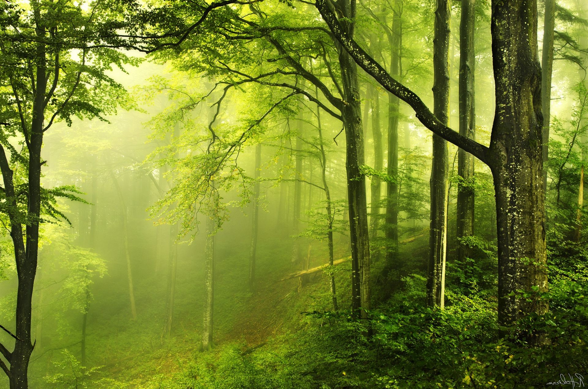 forest wood mist fog leaf dawn tree sunbeam landscape nature fall sun lush fair weather beech countryside park backlit outdoors haze