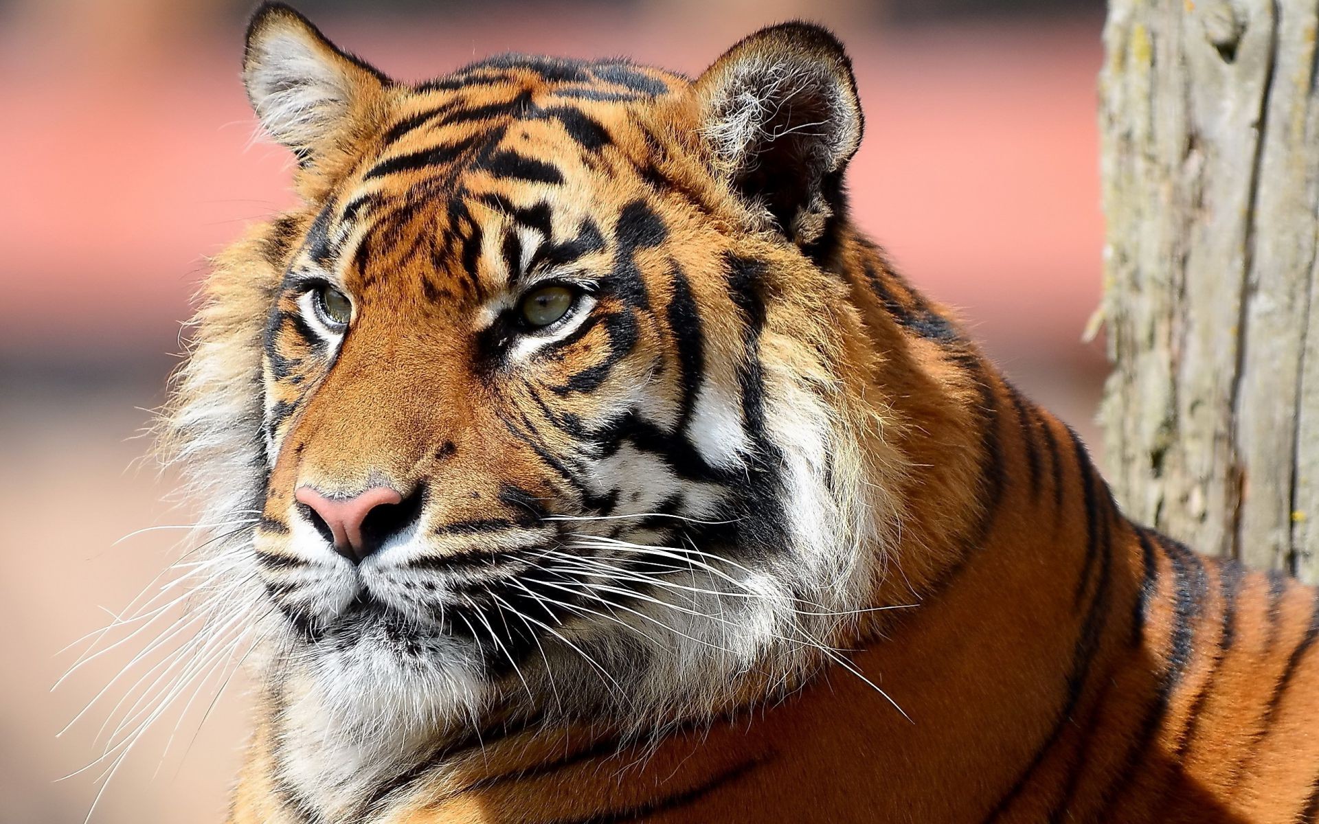 tiger katze tiger tierwelt säugetier tier raubtier zoo fell porträt auge jäger dschungel auf der suche nach böse streifen fleischesser safari sibirisch aggression wild