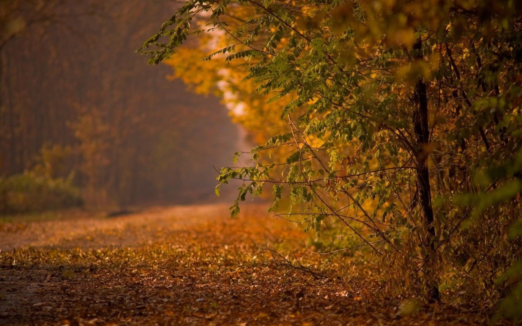 road fall tree leaf wood landscape dawn nature outdoors backlit light daylight sun gold park fair weather fog color mist