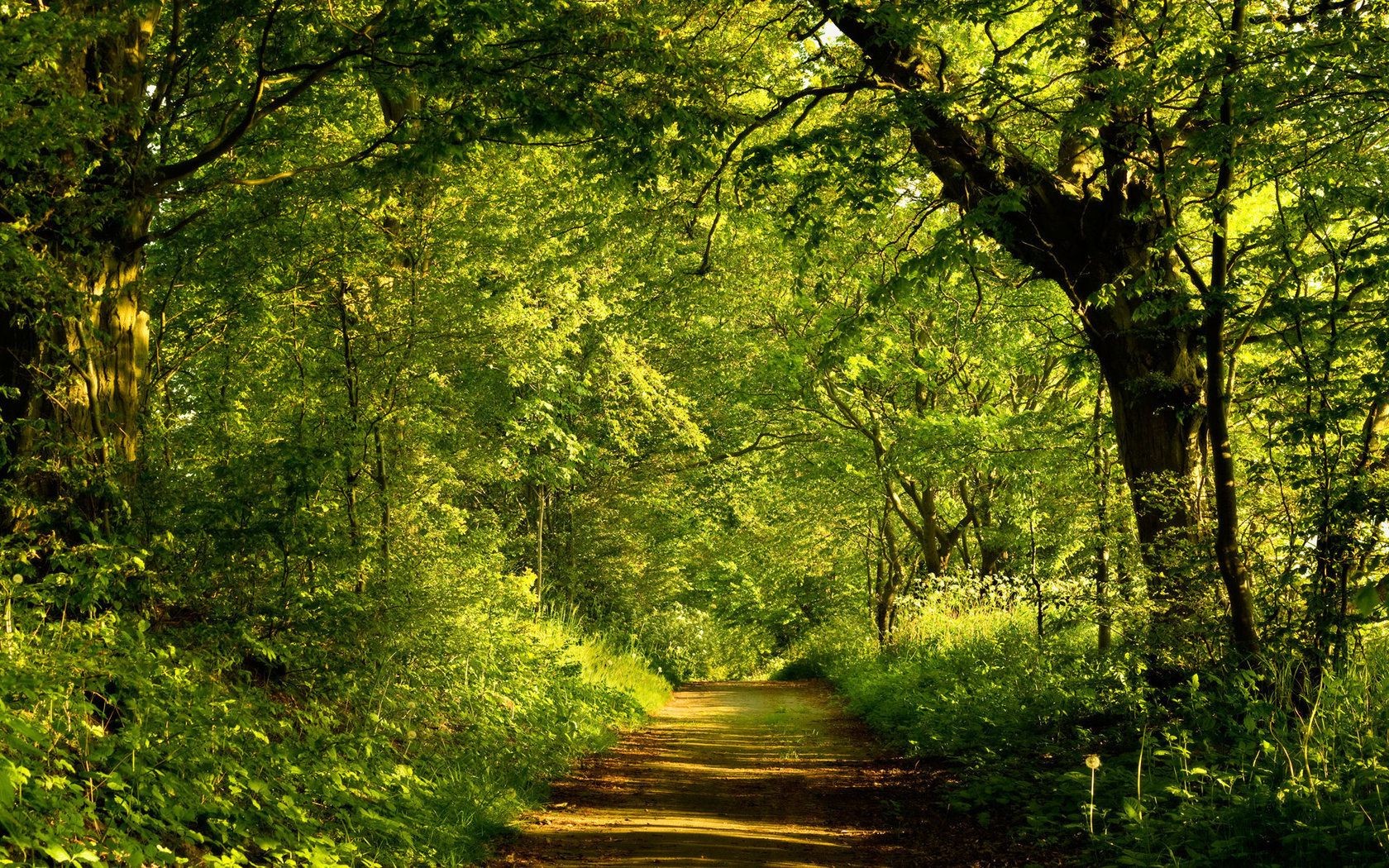 lieux célèbres bois arbre nature feuille paysage parc luxuriante aube environnement beau temps scénique guide saison soleil extérieur branche paysage automne lumineux