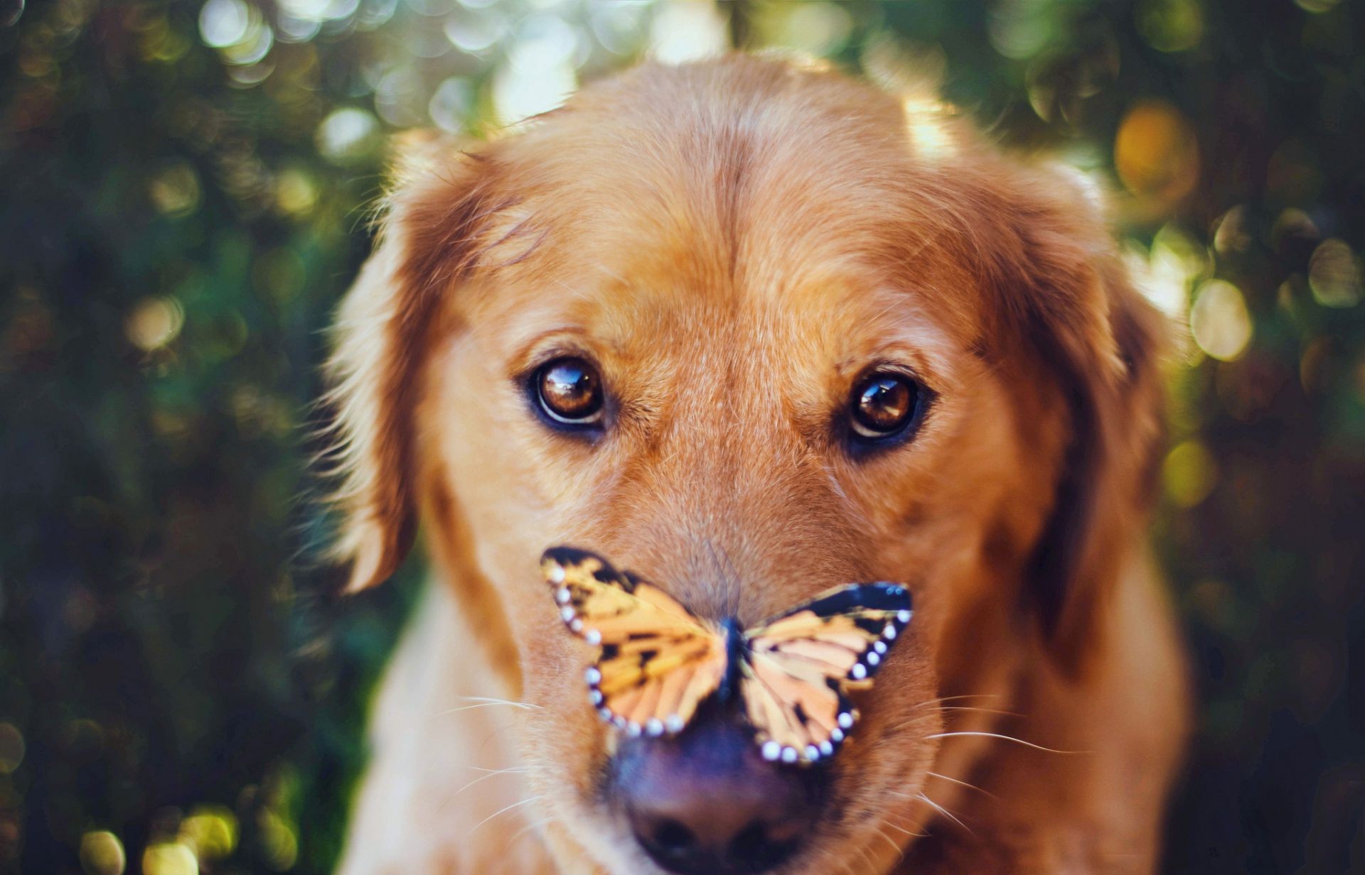 animais cão animal de estimação fofa animal mamífero retrato cinegrafista filhote de cachorro pele natureza