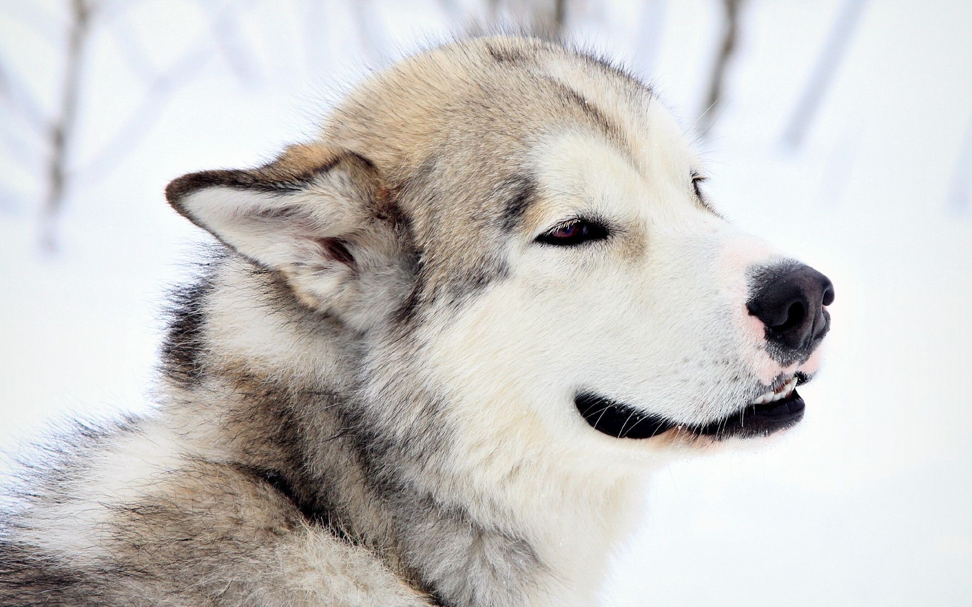 cães cão mamífero animal cinegrafista fofa retrato animal de estimação lobo trenó gelado pele inverno olho visualização siberiano