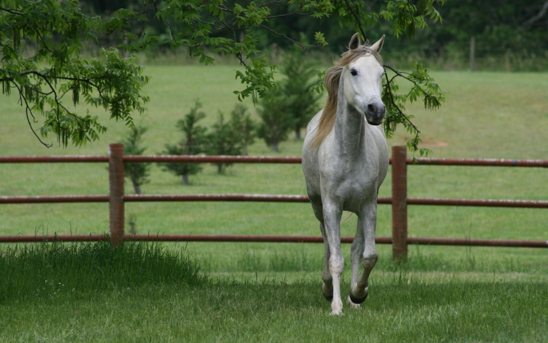 cavallo cavallo mare mammifero cavalleria erba stallone fattoria allevamento di cavalli equestre pony recinzione fieno paddock campo animale manet rurale pascolo animali vivi