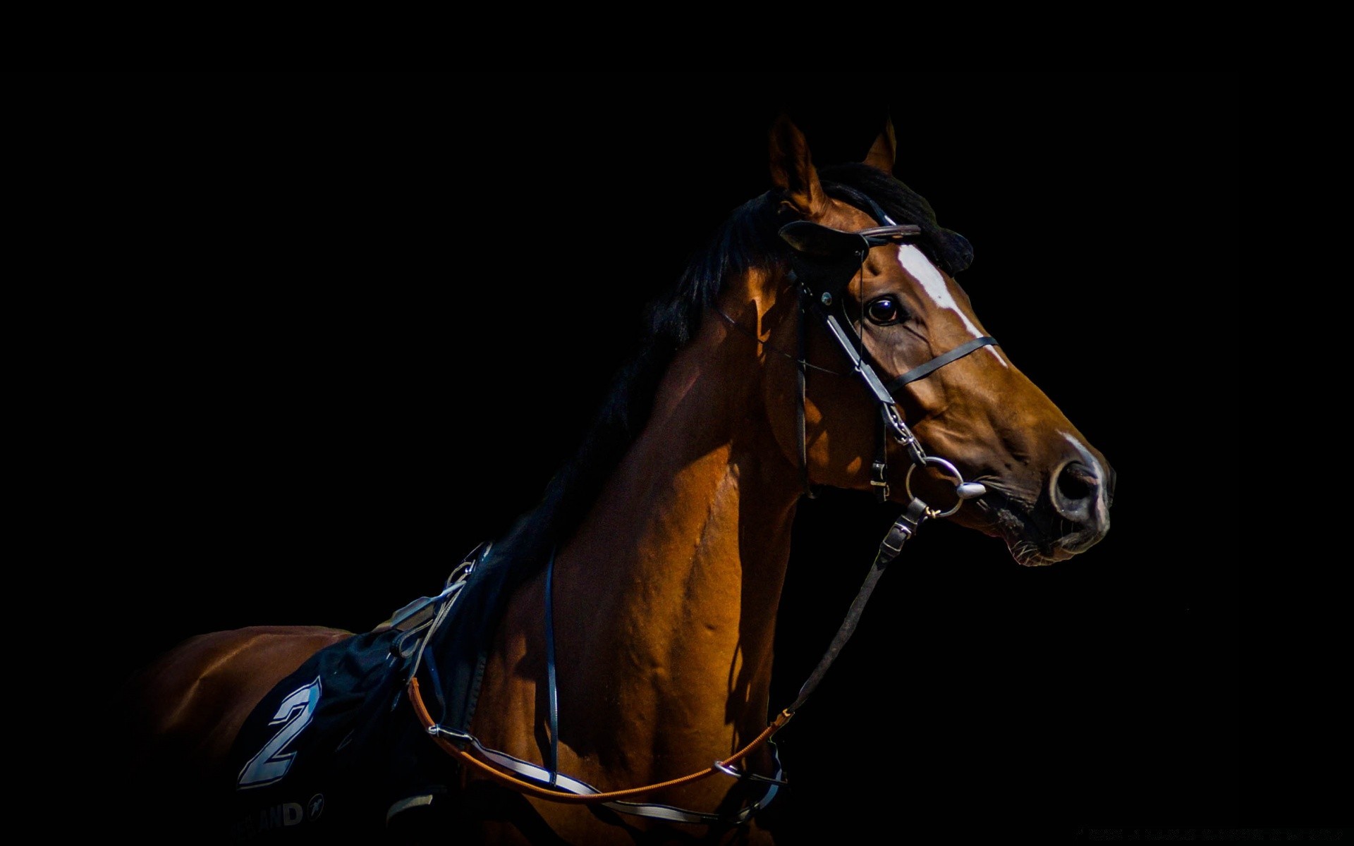 cavalos cavalo cavalaria mamífero sozinho sentado competição equestre mare corrida criação de cavalos garanhão retrato cavalo de corrida