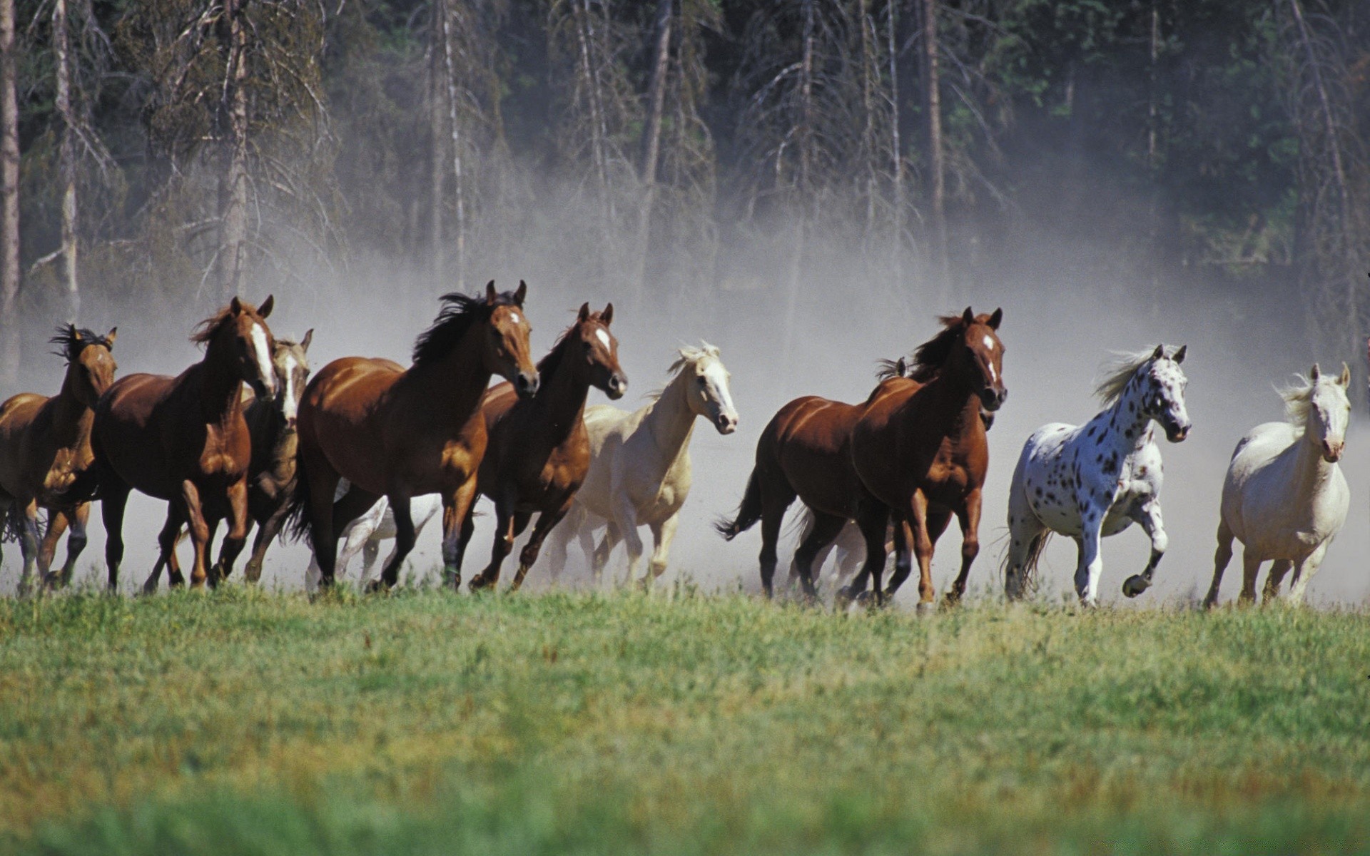 cavalos cavalaria mamífero equestre cavalo feno fazenda mare criação de cavalos rebanho garanhão sentado grama pasto gado agricultura puro-sangue animal campo skoko corredor