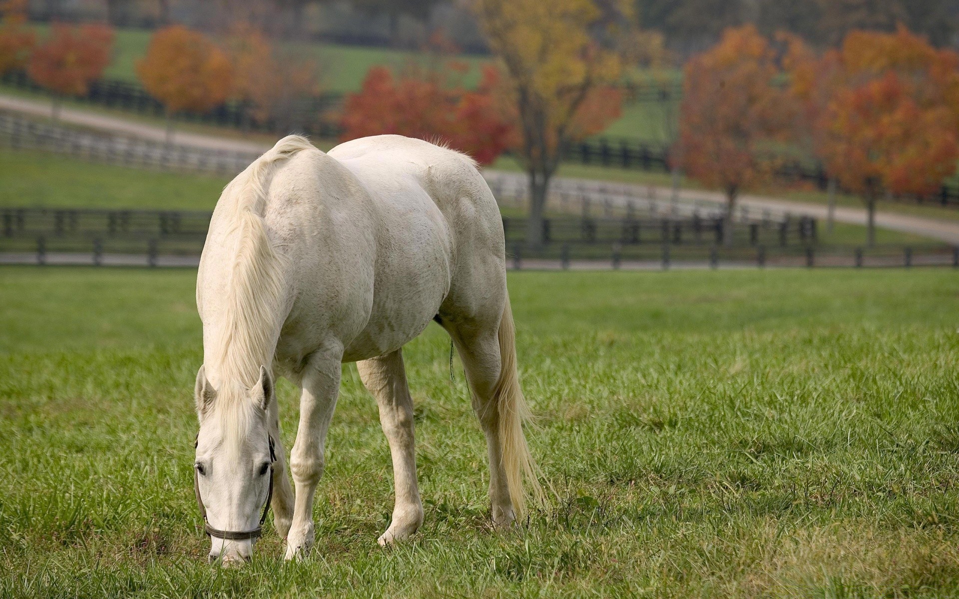 horses grass field mammal farm hayfield rural pasture agriculture animal mare cavalry countryside nature