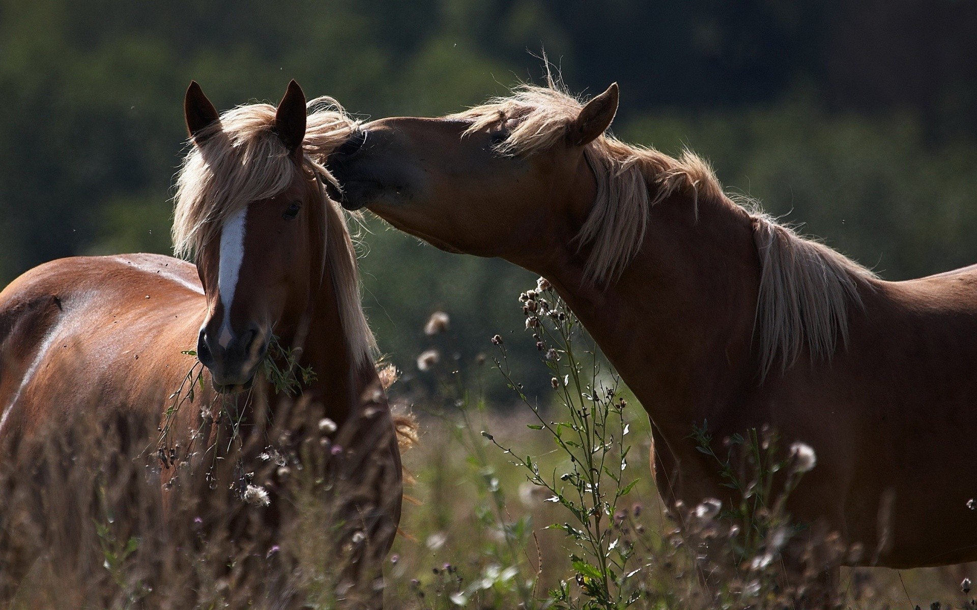 caballos caballería mare caballo mamífero mane cría de caballos hierba semental pasto naturaleza al aire libre ecuestre pony castaño animal solo vida silvestre sentado granja