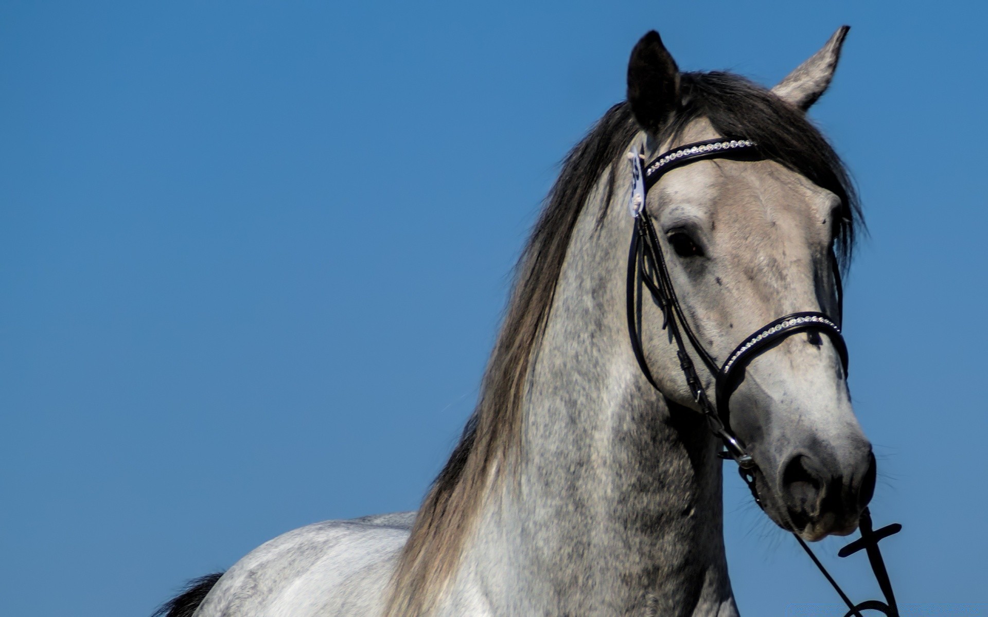 cavallo cavalleria cavallo animale mare stallone testa mane natura mammifero equestre cielo ritratto allevamento di cavalli fattoria uno