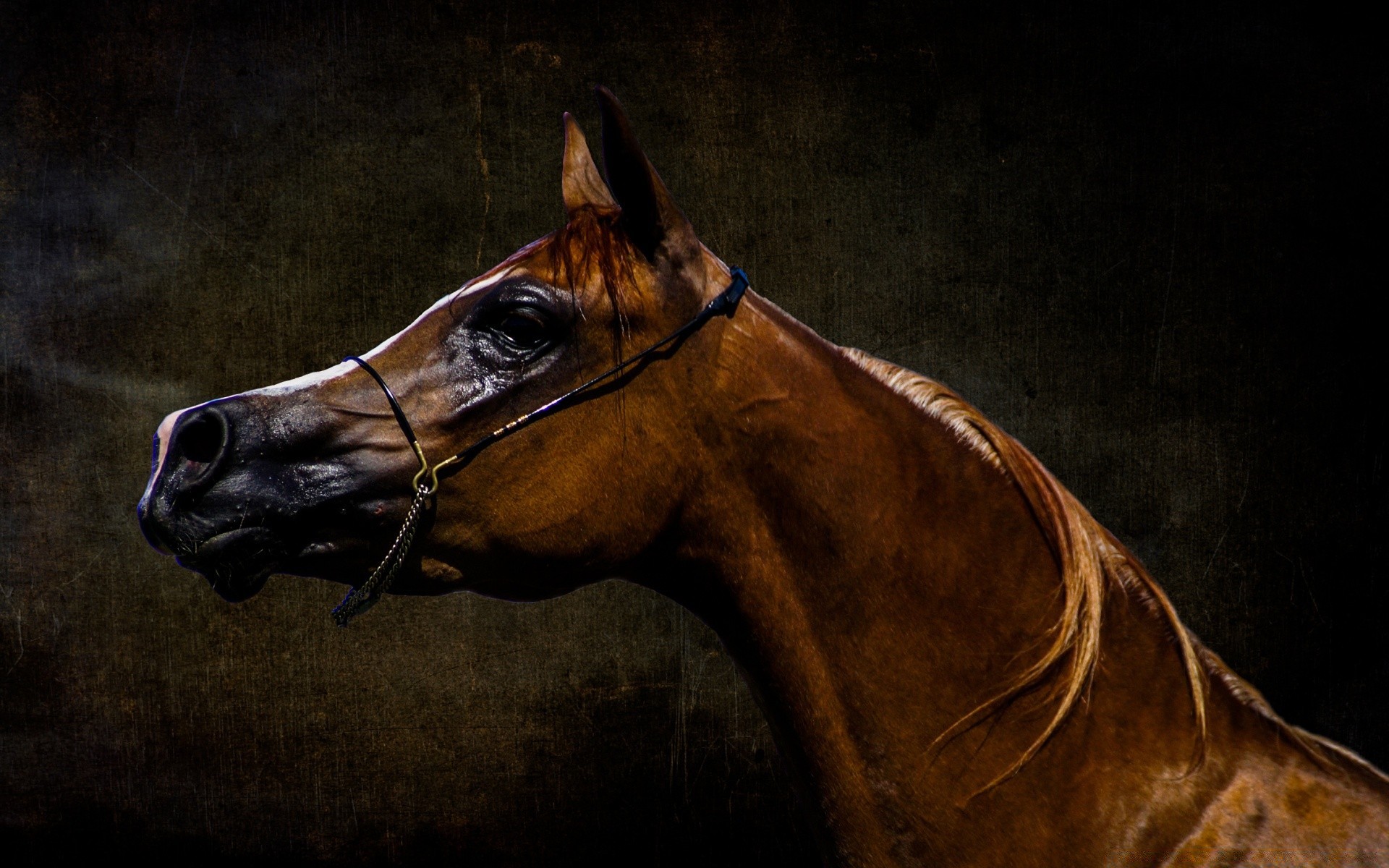 cavalos cavalaria mamífero sozinho retrato cabeça mare sentado equestre cavalo fazenda animal