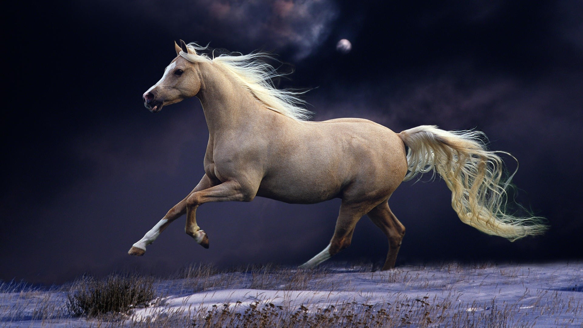 caballos caballería mare caballo mamífero cría de caballos semental mane pony animal ecuestre mustang sentado solo vida silvestre acción naturaleza rápido hierba