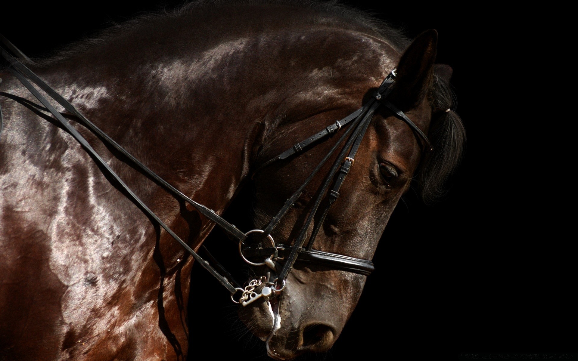 chevaux un cavalerie mammifère portrait cheval assis concours mare sombre