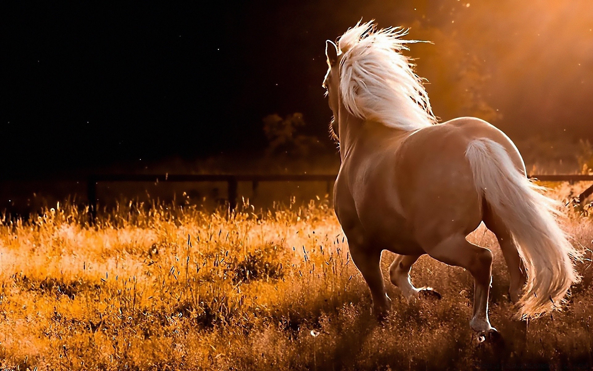 cavalos cavalaria cavalo mamífero ao ar livre mare natureza sozinho fazenda grama campo garanhão pôr do sol criação de cavalos água