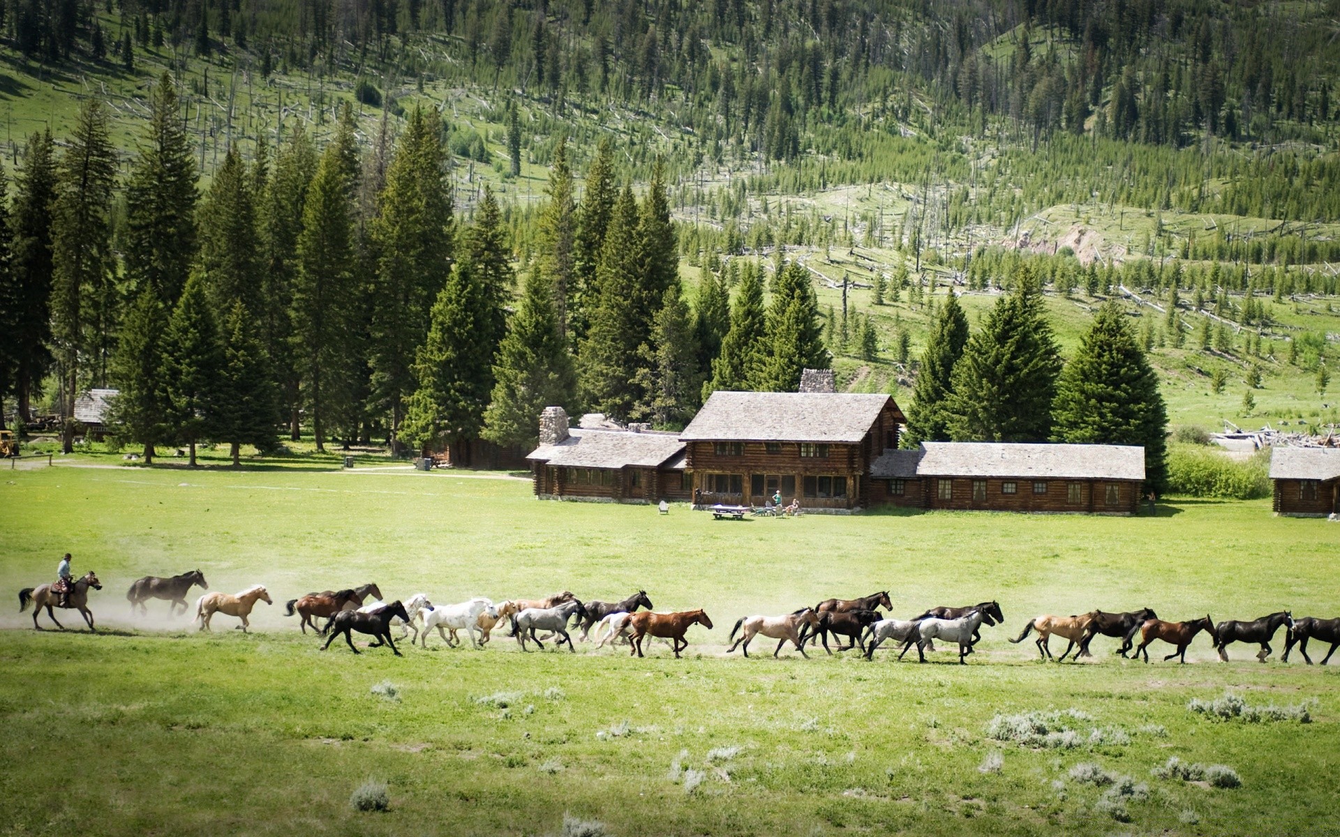 cavalo feno vaca gado grama agricultura fazenda rural rebanho pasto gado paisagem madeira verão campo mamífero natureza pastagem montanha galpão campo