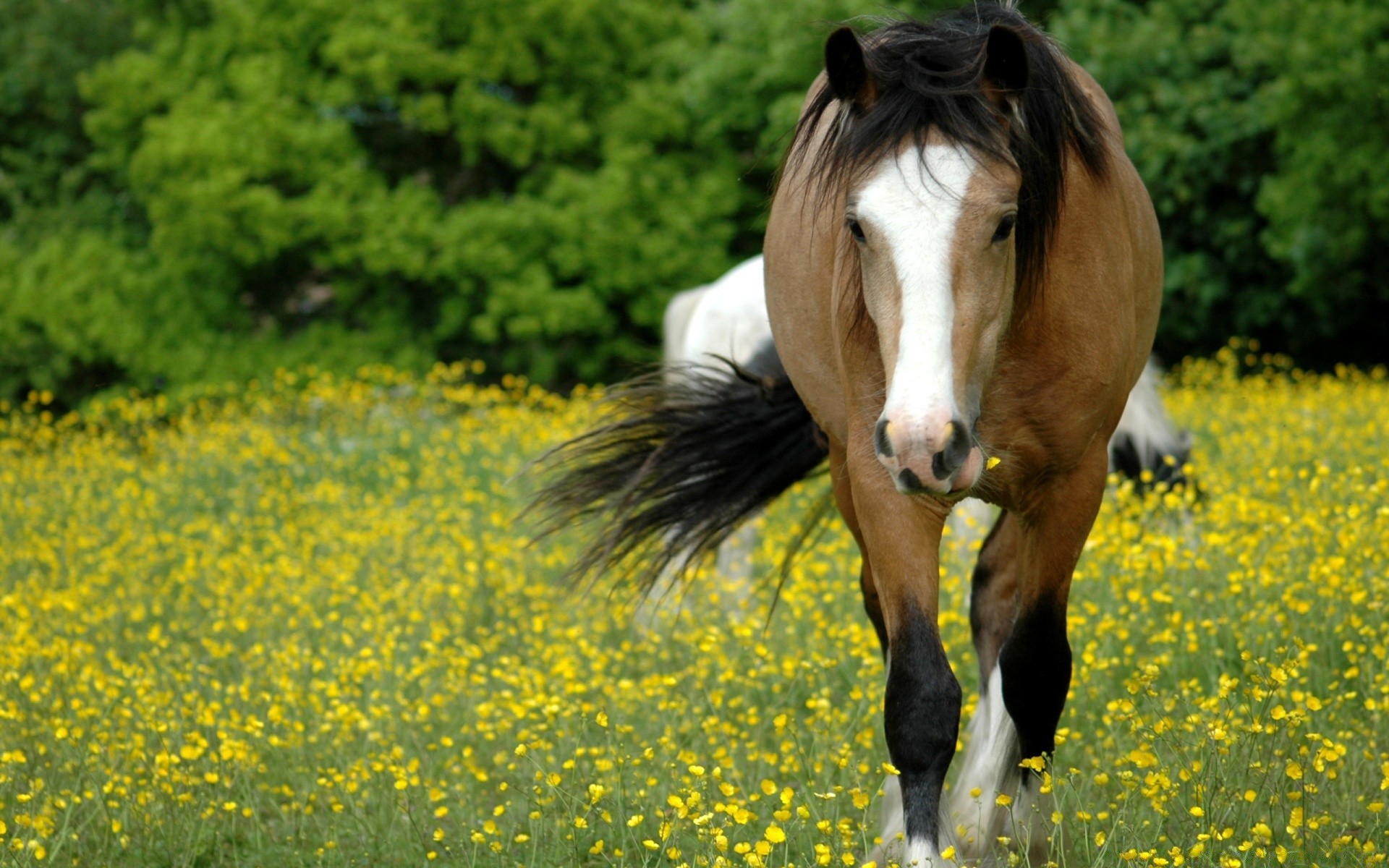 horses field hayfield grass rural outdoors nature farm summer freedom horse cavalry mammal