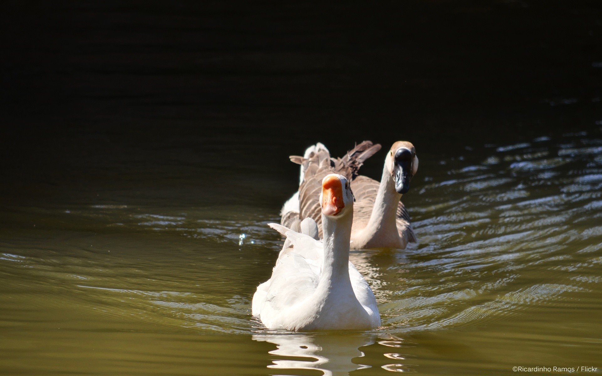 canard eau oiseau lac faune réflexion en plein air natation piscine nature rivière