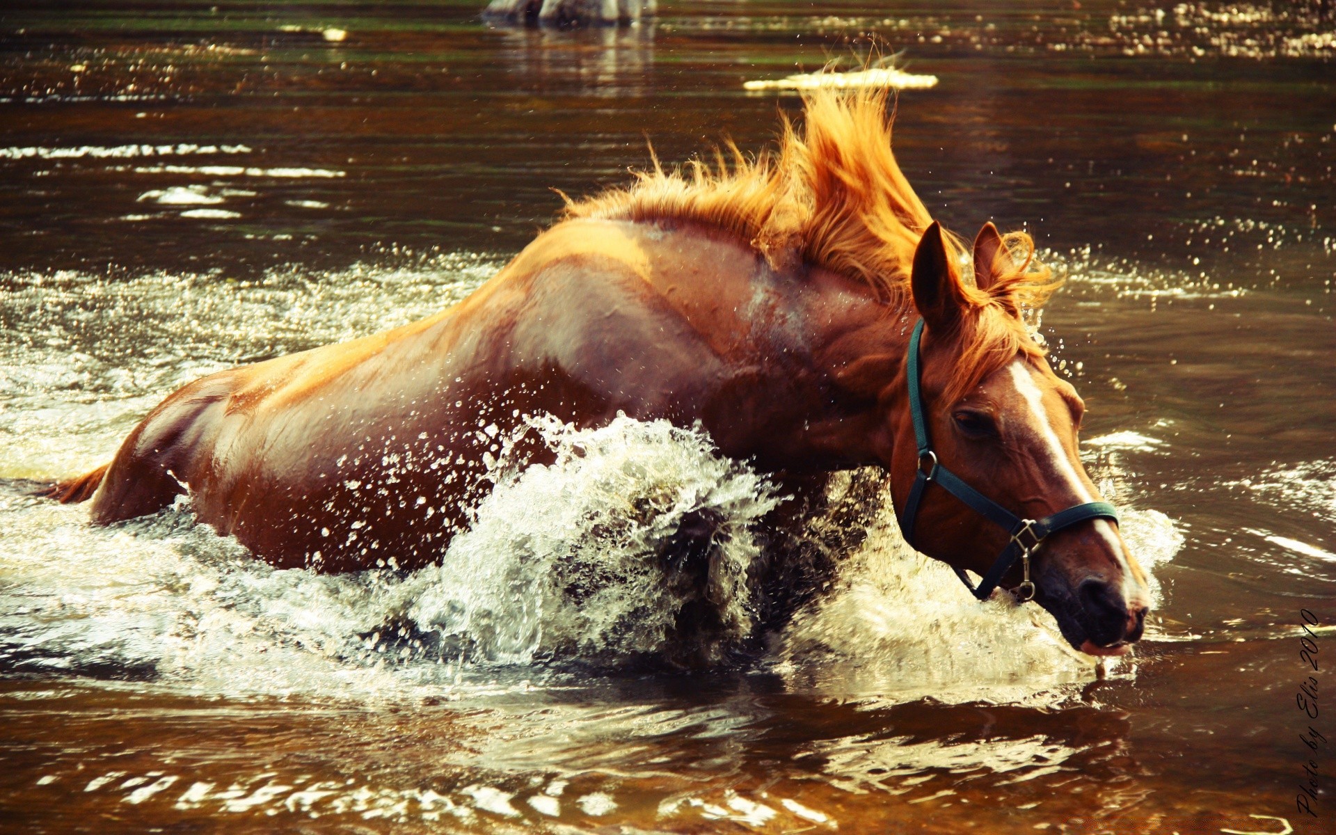 cavalli veloce acqua cavallo azione movimento mammifero correre uno corsa allevamento di cavalli cavalleria all aperto mare equestre natura animale concorso