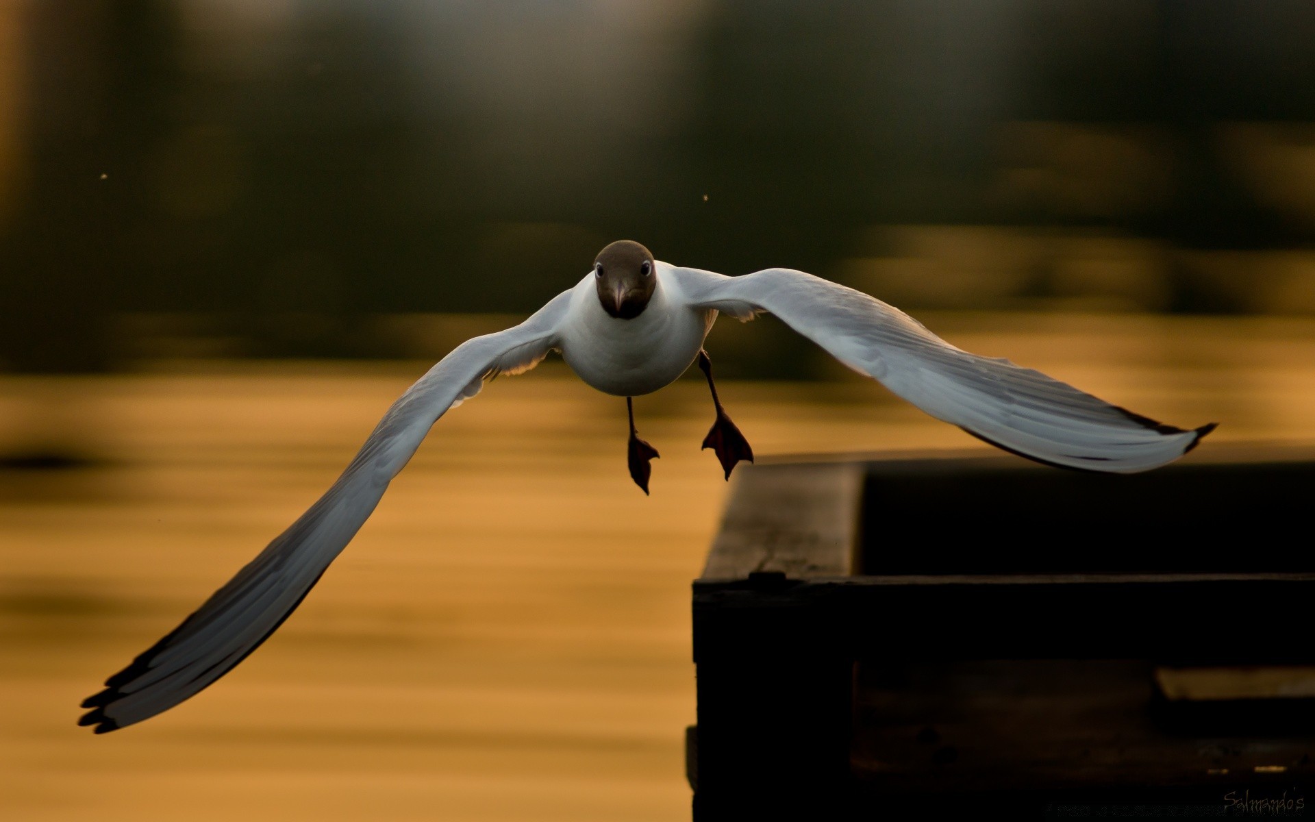 gaviota pájaro vuelo agua acción lago solo playa