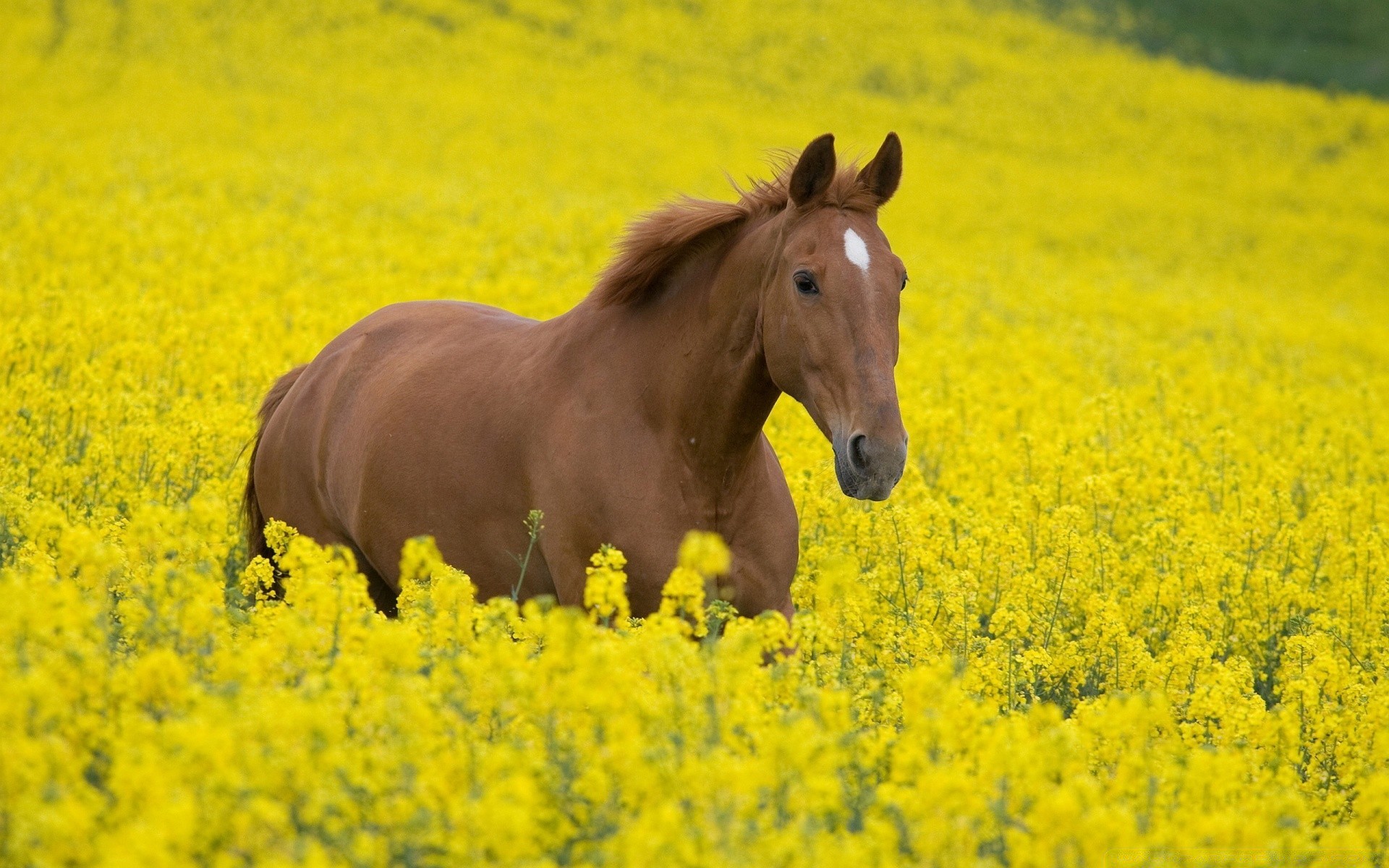 horses field hayfield farm flower agriculture landscape nature rural outdoors grass summer