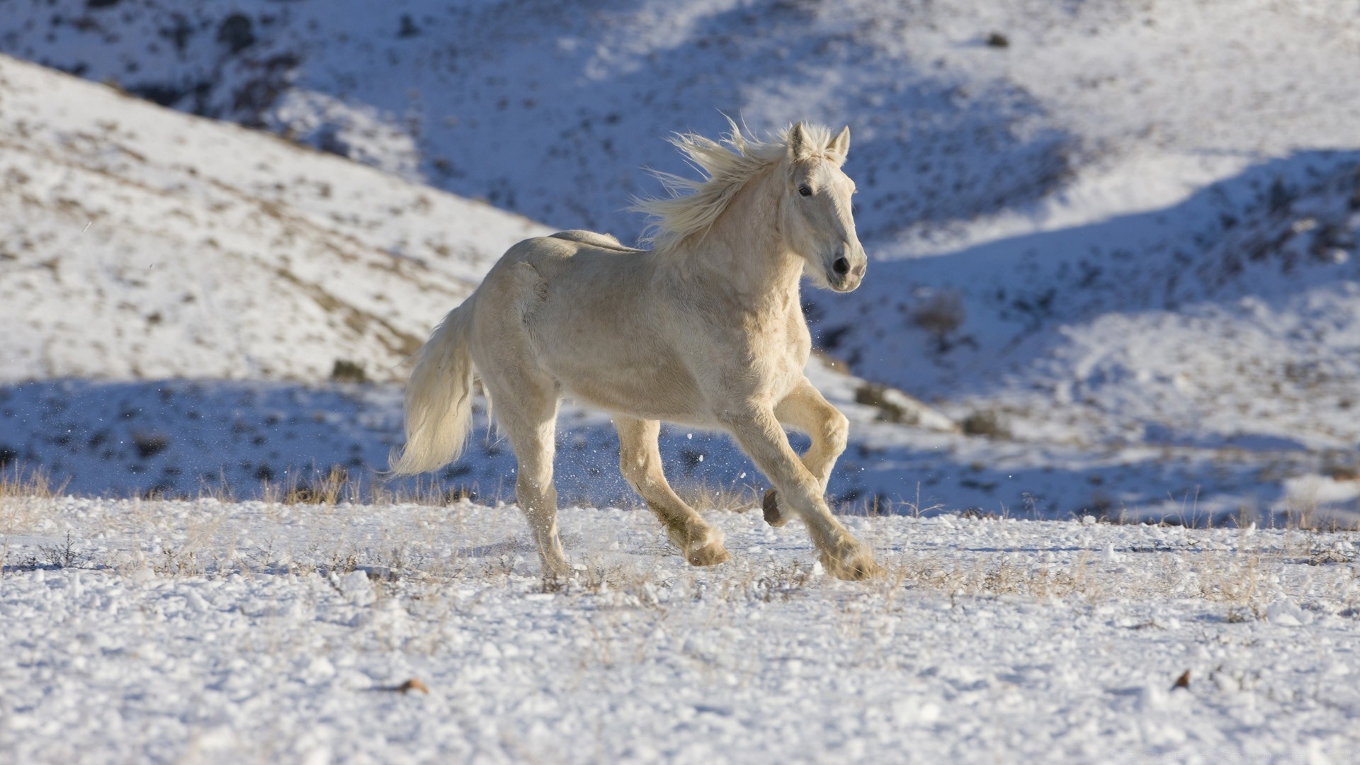 horses snow winter cavalry nature outdoors animal mammal horse wild mane mare equine wildlife rural cold freedom stallion action field