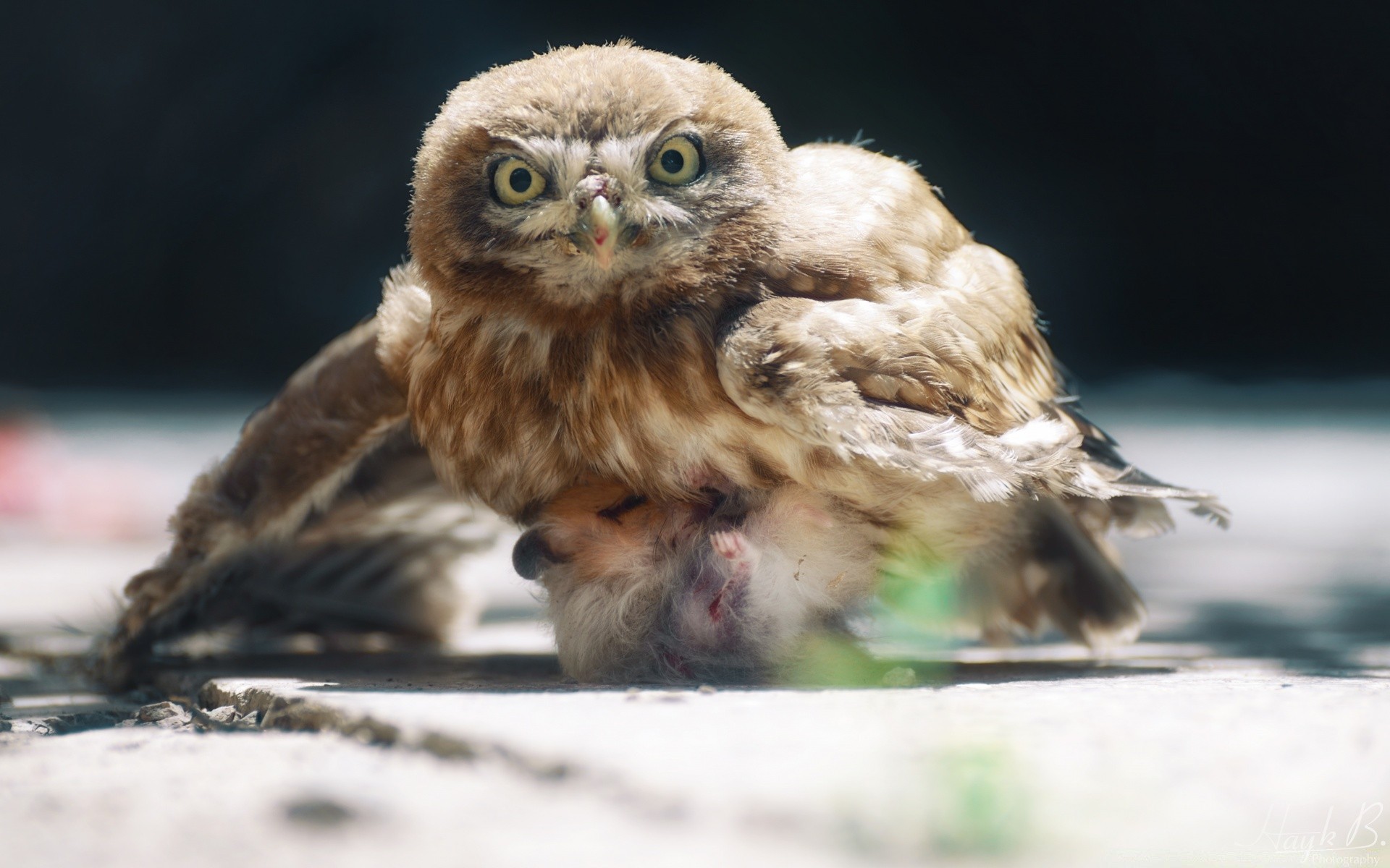 búho pájaro vida silvestre naturaleza animal raptor retrato al aire libre invierno solo