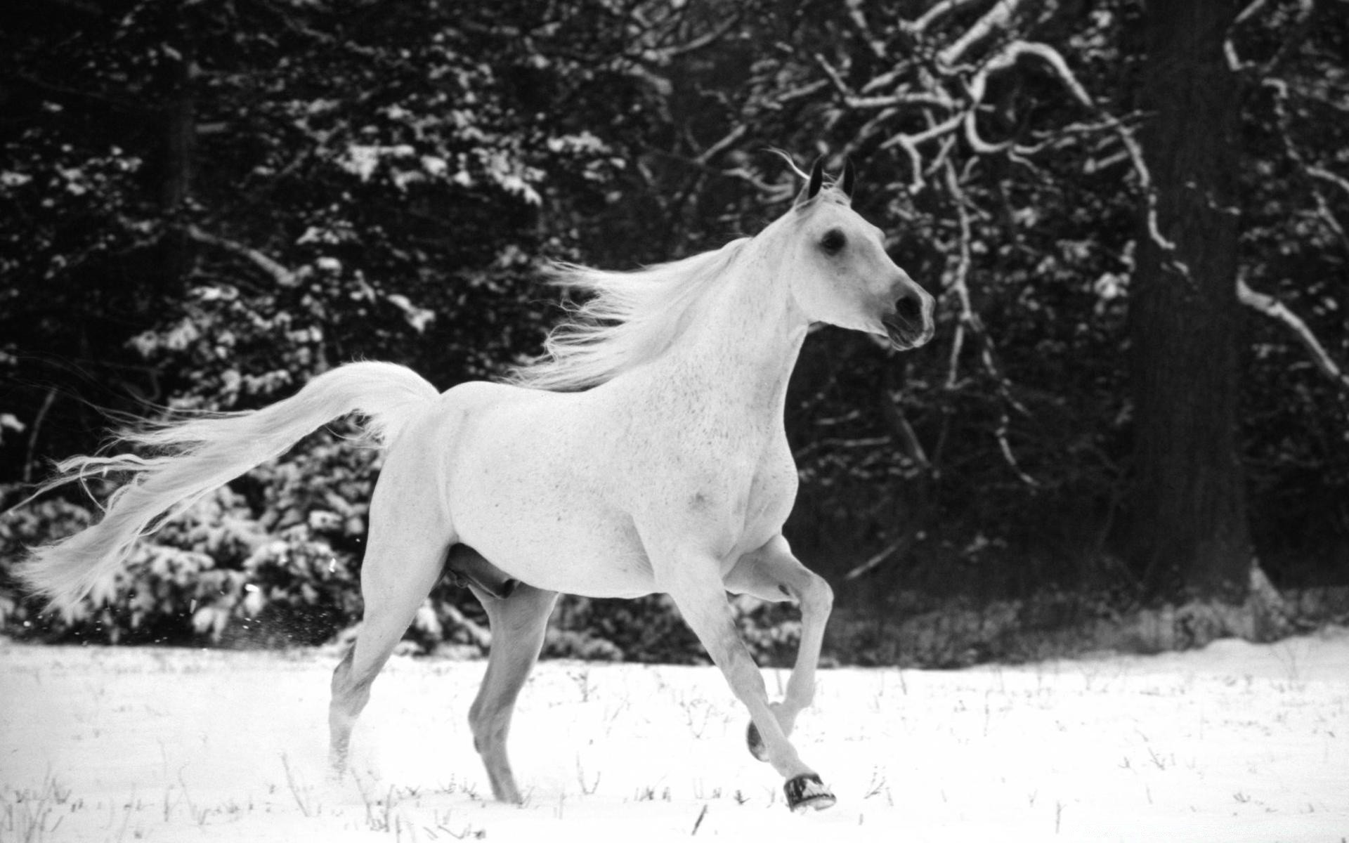 cavalos sozinho mamífero cavalaria natureza retrato dois animal