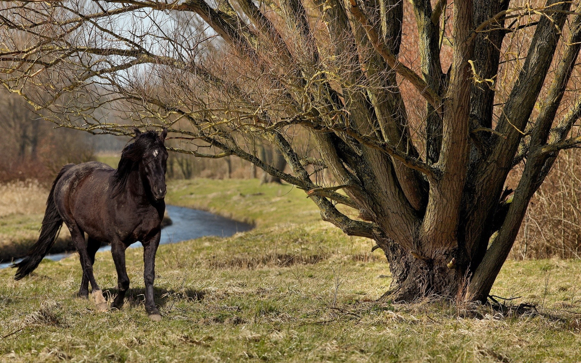 horses mammal tree outdoors nature grass landscape cavalry wood