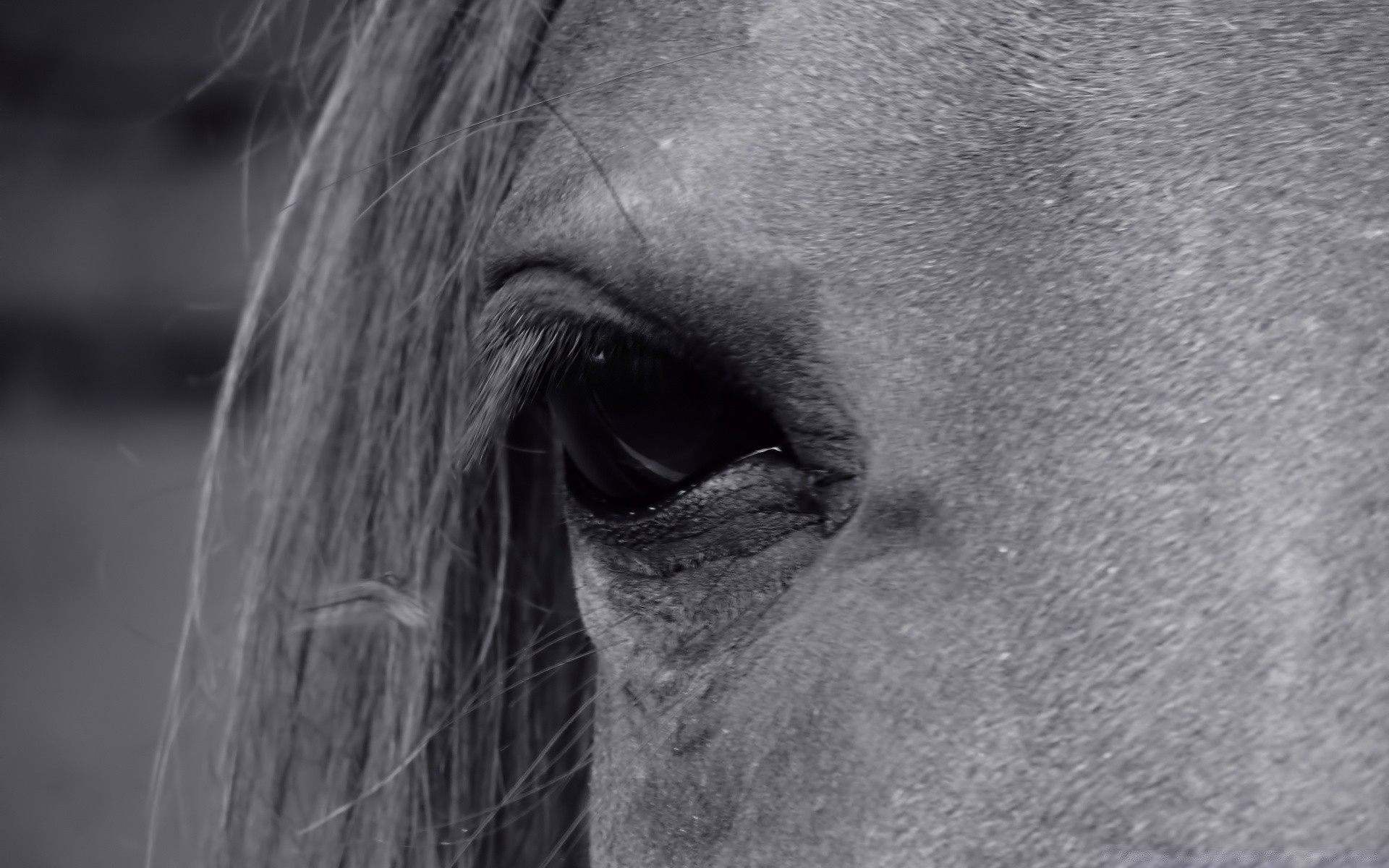 caballos retrato monocromo cara solo adulto mujer hombre hermoso cabello hombre chica caballería blanco y negro